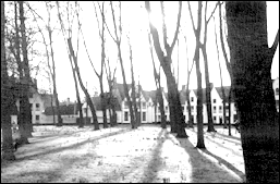 trees